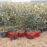 綠化工程綠化苗出售茶花、桂花