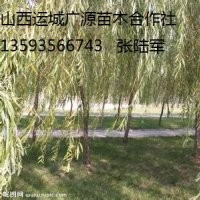 柳樹(shù)出售、3、4、5公分青皮垂柳、張和柳大量低價(jià)供應(yīng)