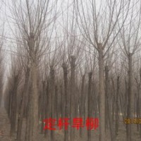 大量供應(yīng) 漳河柳 新疆楊 旱柳 垂柳 毛白楊