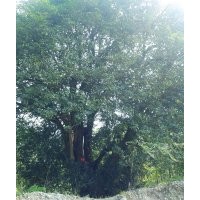 直徑1米1 大桂花 野生大香樟 銀杏 紫薇