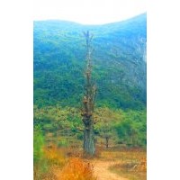 直徑60CM-140CM大野生銀杏、大香樟、大紫薇