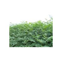 國(guó)內(nèi)皂角苗最新價(jià)格與直銷(xiāo)（山西