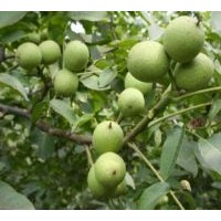 5公分-8公分-12公分核桃樹(shù) 綠野科技苗圃直銷(xiāo)