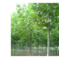 供應(yīng)7公分國(guó)槐,法桐,合歡