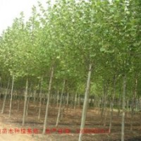 法桐3公分 4公分 5公分 菏澤鄆城 價(jià)格便宜