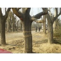 供應(yīng)皂角，旱柳，國槐