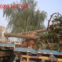 廣玉蘭 大葉女貞 法桐 皂角 枇杷