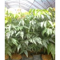 供應(yīng)格木苗，別名：鐵力木