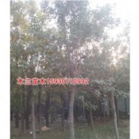 白蠟供應(yīng)價(jià)格