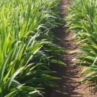 供應(yīng)：龍柏，蜀檜，北京檜，沙地柏，金葉女貞，紅葉小檗，鳶尾等