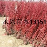 供應(yīng)：紅瑞木，紅王子錦帶，連翹，迎春，棣棠等苗木。