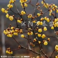 供應(yīng)各類女貞、國槐、櫻花、紅葉小檗、合歡小苗