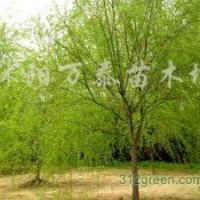 供雪松、黑松、木槿、青皮柳、垂柳、金絲垂柳