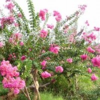 供應(yīng)紫荊、紫薇、連翹、迎春、木槿、櫻花、垂梅