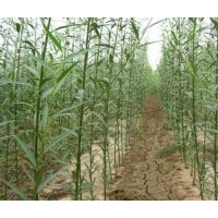 供應(yīng)美國(guó)竹柳