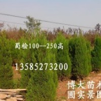 特售蜀檜（塔柏)（高15-200公分）檜柏、蜀檜小