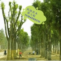 國(guó)槐大樹(shù)價(jià)格山東國(guó)槐樹(shù)價(jià)格