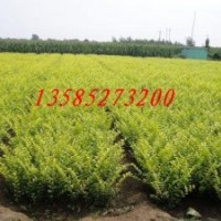 金葉女貞、小葉女貞、紅葉小檗、紅葉石楠、紅花檵木