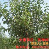 供應(yīng)苦楝樹苗 苦楝樹小苗的價(jià)格 苦楝樹苗木的批發(fā)