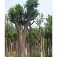 濟(jì)寧15公分國(guó)槐價(jià)格多少錢(qián)?