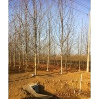 供應(yīng)法桐 青垂 白蠟 七葉樹(shù)15653730977