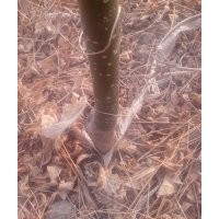 金葉白蠟悶子速生國槐1-3