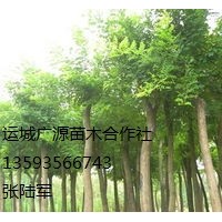 國槐出售、6、7公分國槐低價供應(yīng)