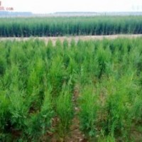 側(cè)柏苗 定植側(cè)柏苗 1-3米側(cè)柏低價(jià)出售