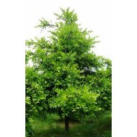 湖南竹柏樹，竹柏直銷，湖南竹柏價格