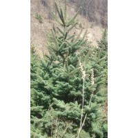 綠化工程苗云杉,青扦