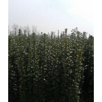 出售北海道黃楊 10萬株