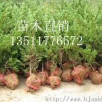 銷售:鋪地柏,地柏，爬地柏，地柏價格，地柏圖片