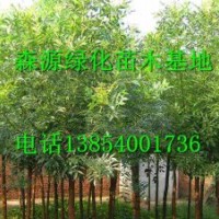 湖南哪里有7公分白蠟價格-8公分白蠟價格