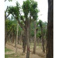 馬鞍山18公分國(guó)槐價(jià)格