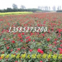 豐花月季、紅帽月季、黃帽月季、品種月季130 余種