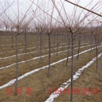 供應(yīng)紅葉李