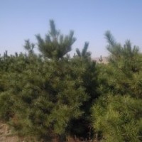 供應(yīng)2.5米油松