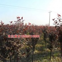 紫葉李報(bào)價(jià)河北木蘭苗木種植基地