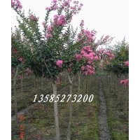 大葉女貞、紅花紫薇、紅葉李、垂柳、合歡、法桐、欒樹(shù)、楊樹(shù)