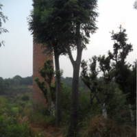 供應(yīng)15公分移植骨架欒樹