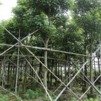 秋楓地苗和袋苗