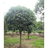 桂花 成都苗木基地_成都綠化苗木供應(yīng)_成都花卉苗木基地