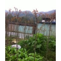 貴州櫻花，晚櫻，日本晚櫻，紅葉櫻花