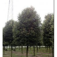 楨楠，金絲楠木，金絲楠小苗，桂花小苗