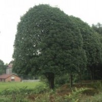 30公分桂花樹 30公分大桂花樹價格 湖南桂花樹基地