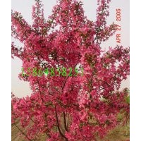 北美海棠--絢麗海棠，絢麗海棠根接苗，及大樹