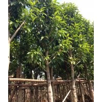 白玉蘭供應(yīng)