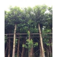 水翁供應(yīng) 靚貨