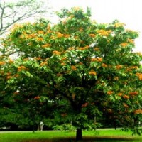 無憂樹供應(yīng)