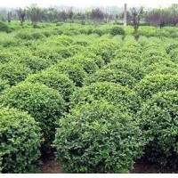 長年供應(yīng)各規(guī)格大葉黃楊球及小苗